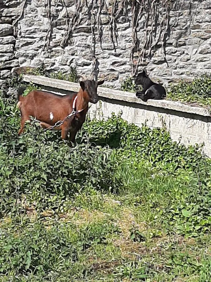 Gites Breton An Douar Menez Gourin Holiday home
