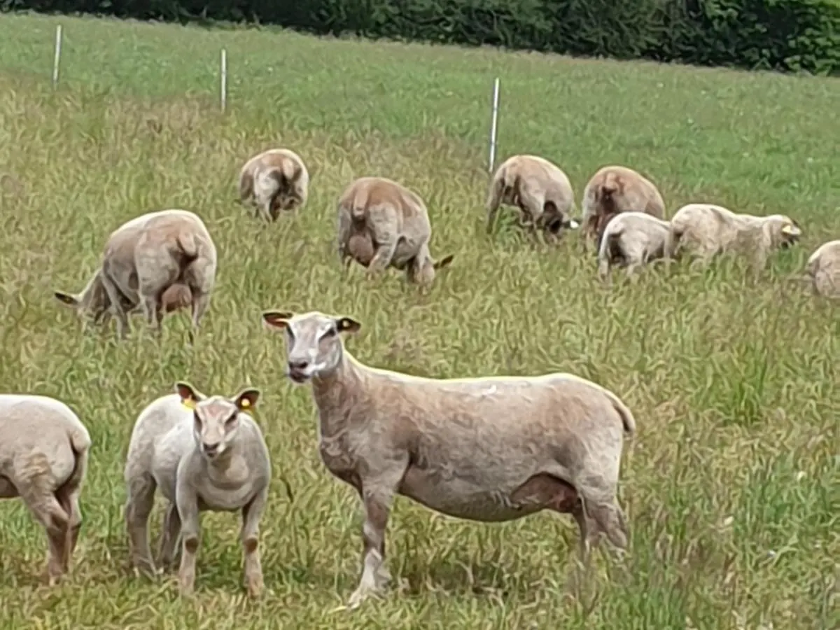 Gites Breton An Douar Menez Gourin